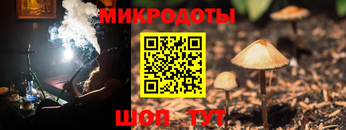 Псилоцибиновые грибы Psilocybe Тобольск